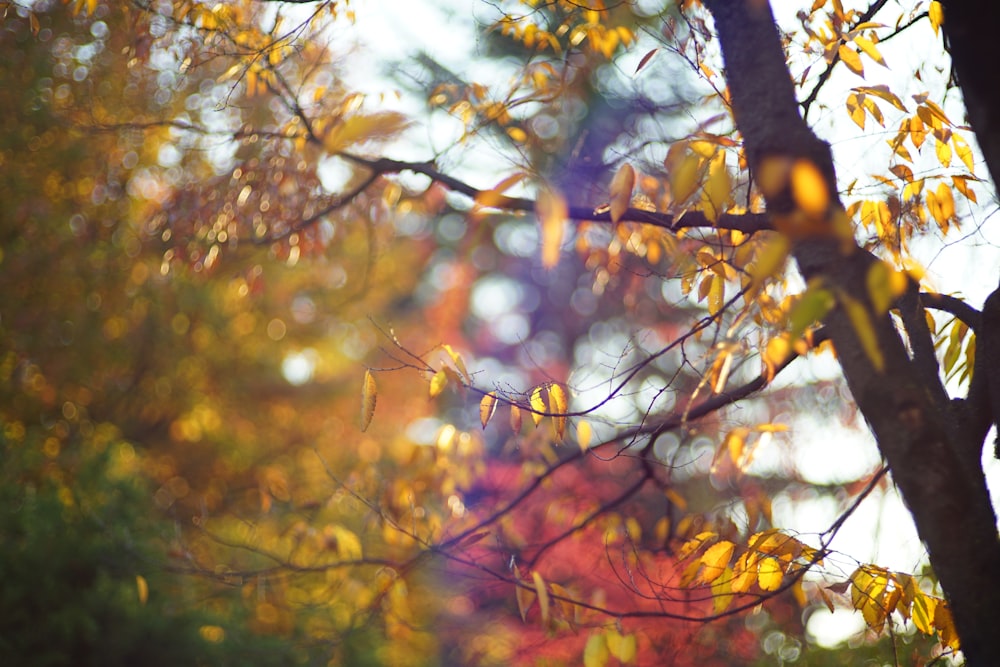 a blurry photo of a tree with yellow leaves