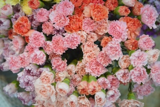 carnations is various shades of pink, January birth flower