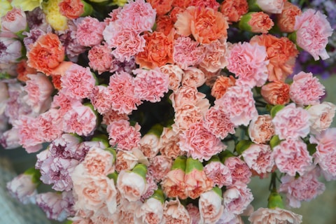 carnations is various shades of pink, January birth flower