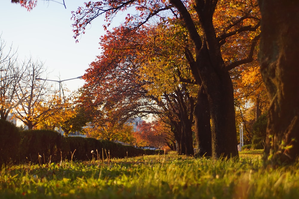 a grassy field with trees in the background