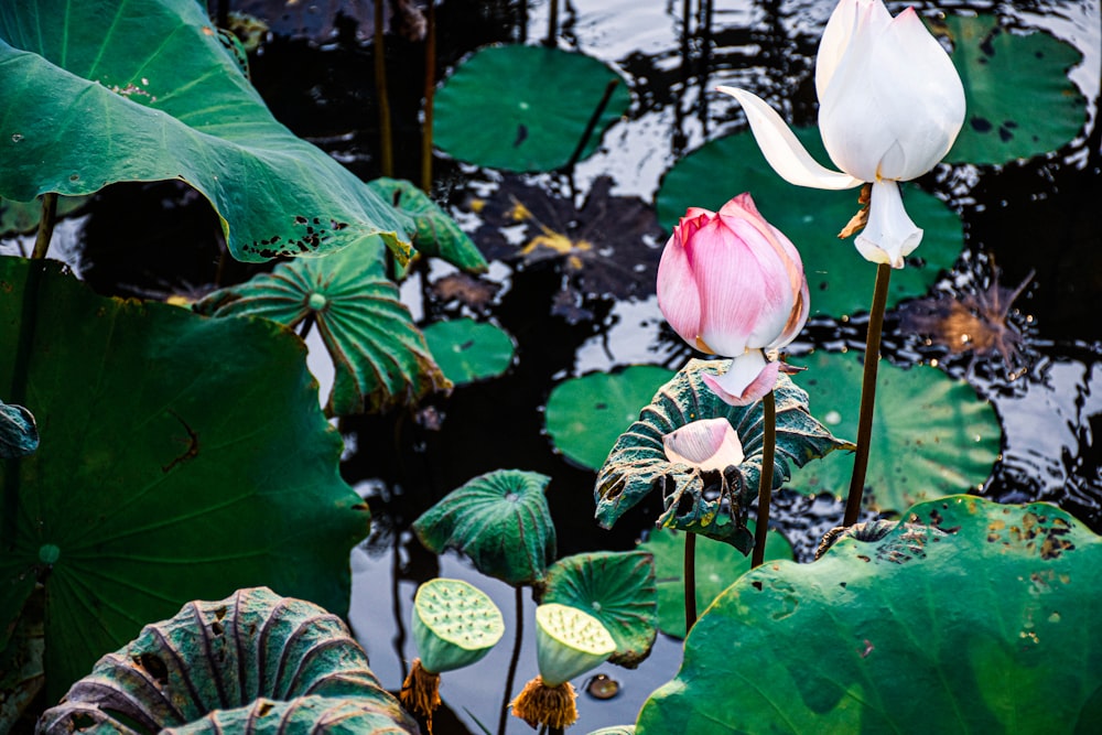 a couple of flowers that are in the water