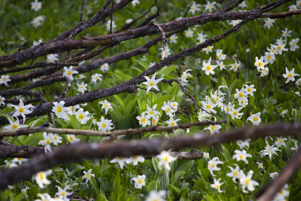 a bunch of white flowers that are in the grass