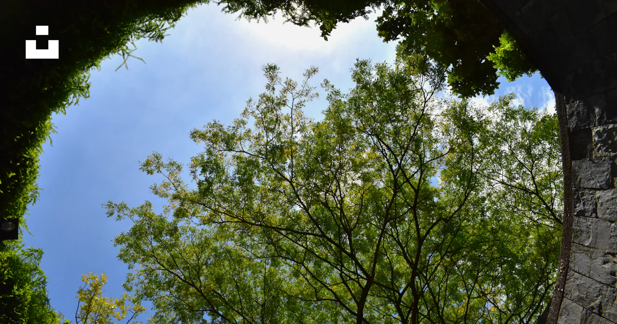 Arch Treeview A view of a tree through an arch in a wall photo – Free Singapore Image ...