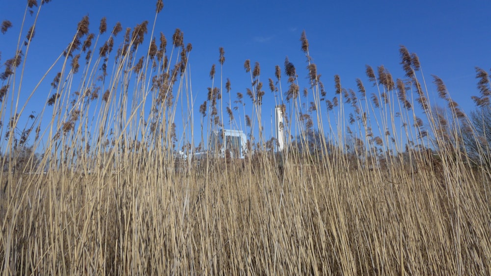 a tall grass field with a building in the background