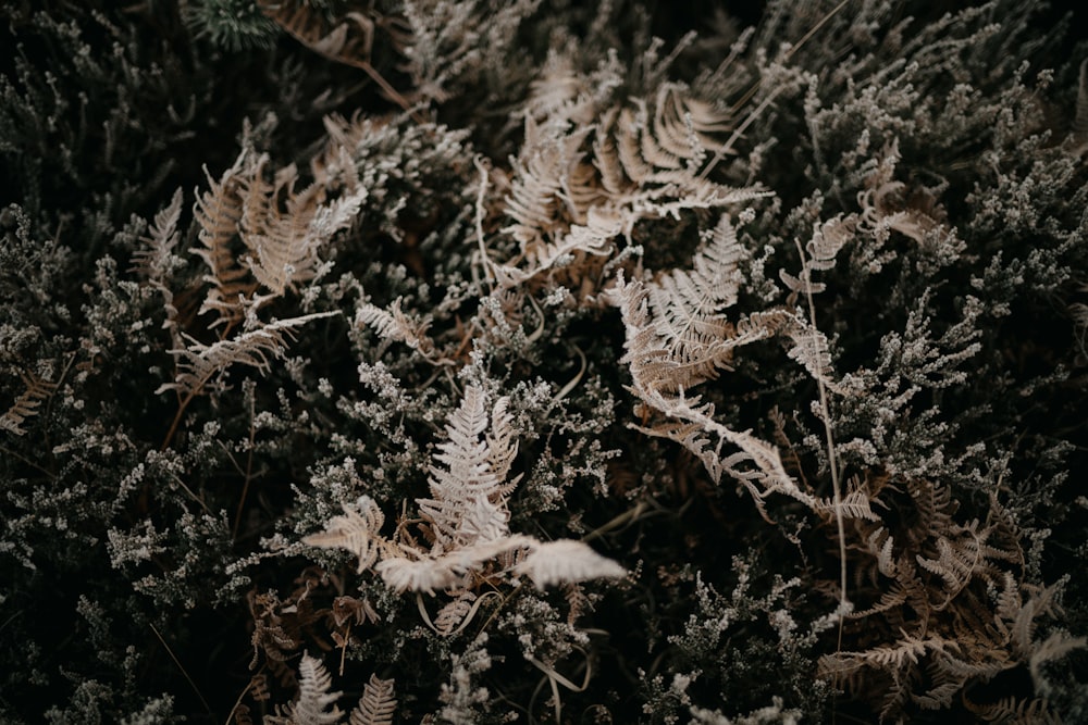 a bunch of plants that are covered in frost