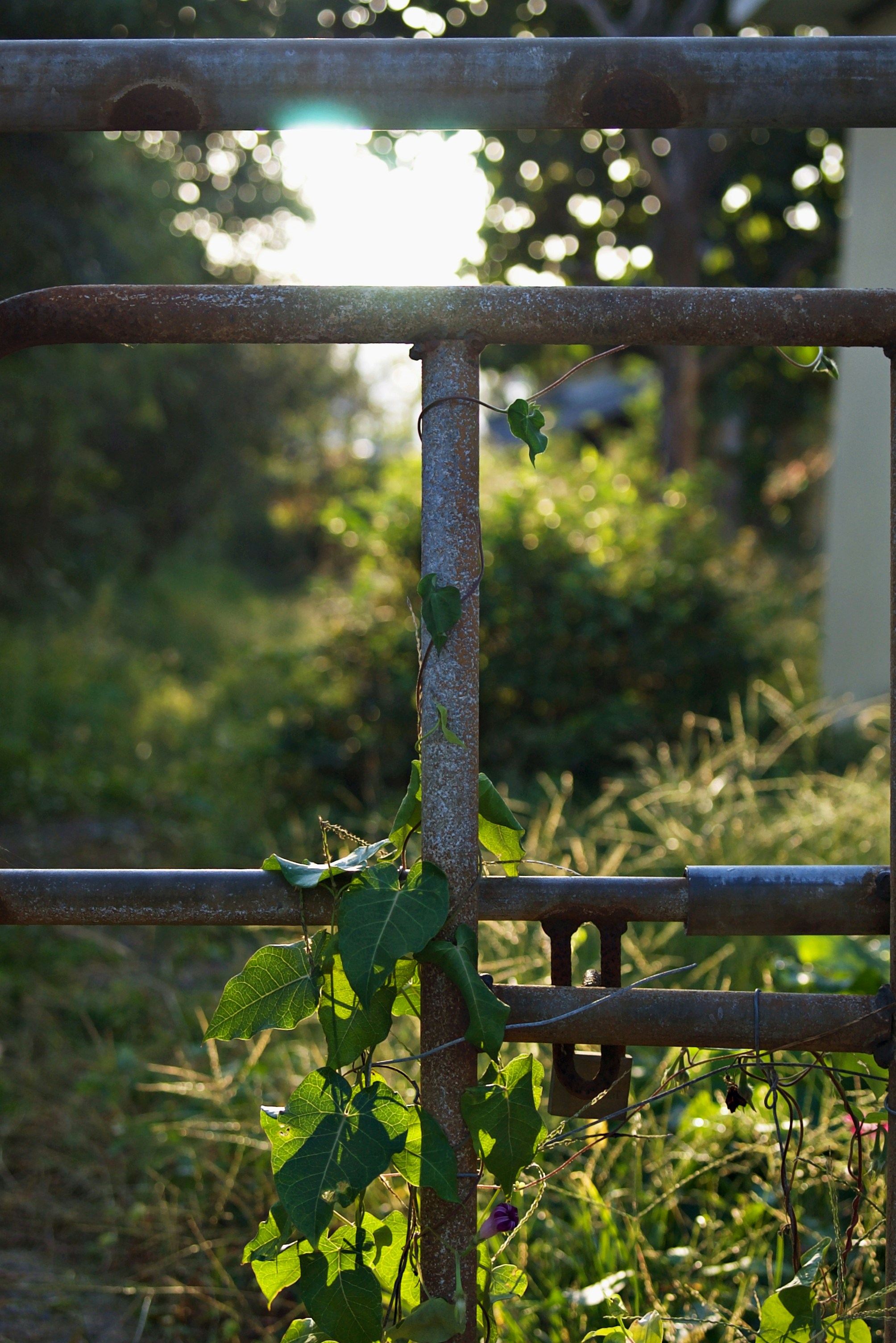 Rustic Metal Trellis