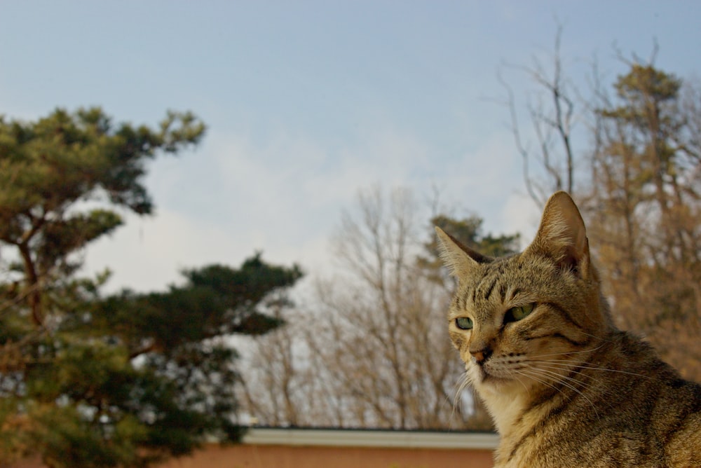 a cat sitting on top of a roof next to a tree