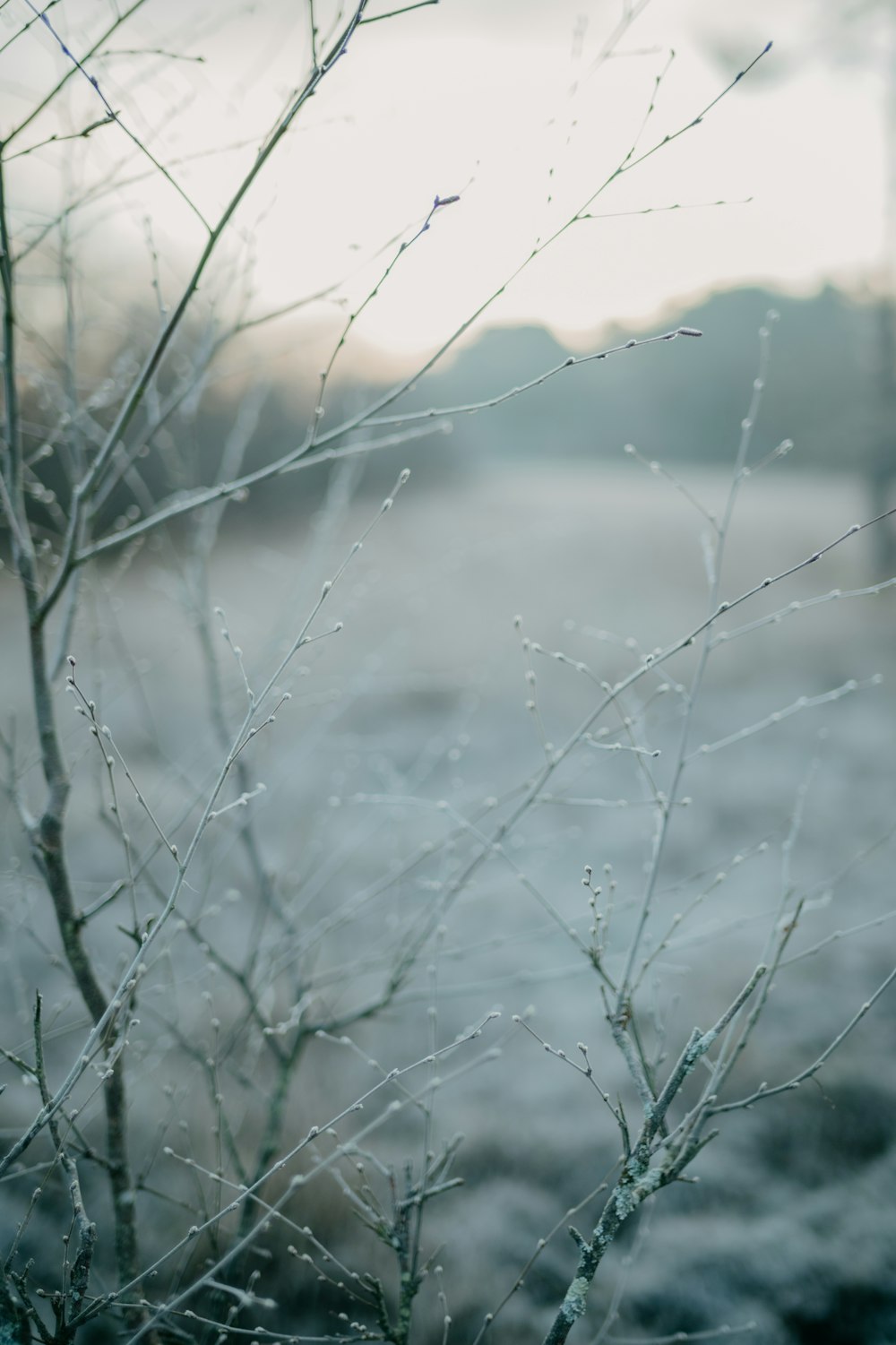 a close up of a tree with water droplets on it