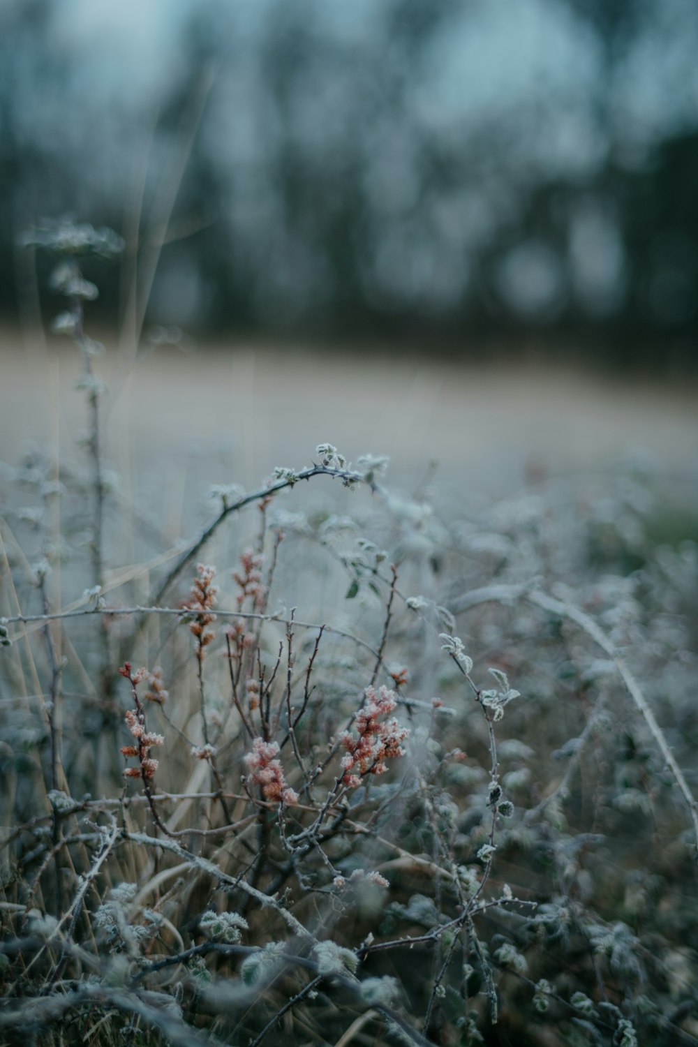 a bunch of flowers that are in the grass