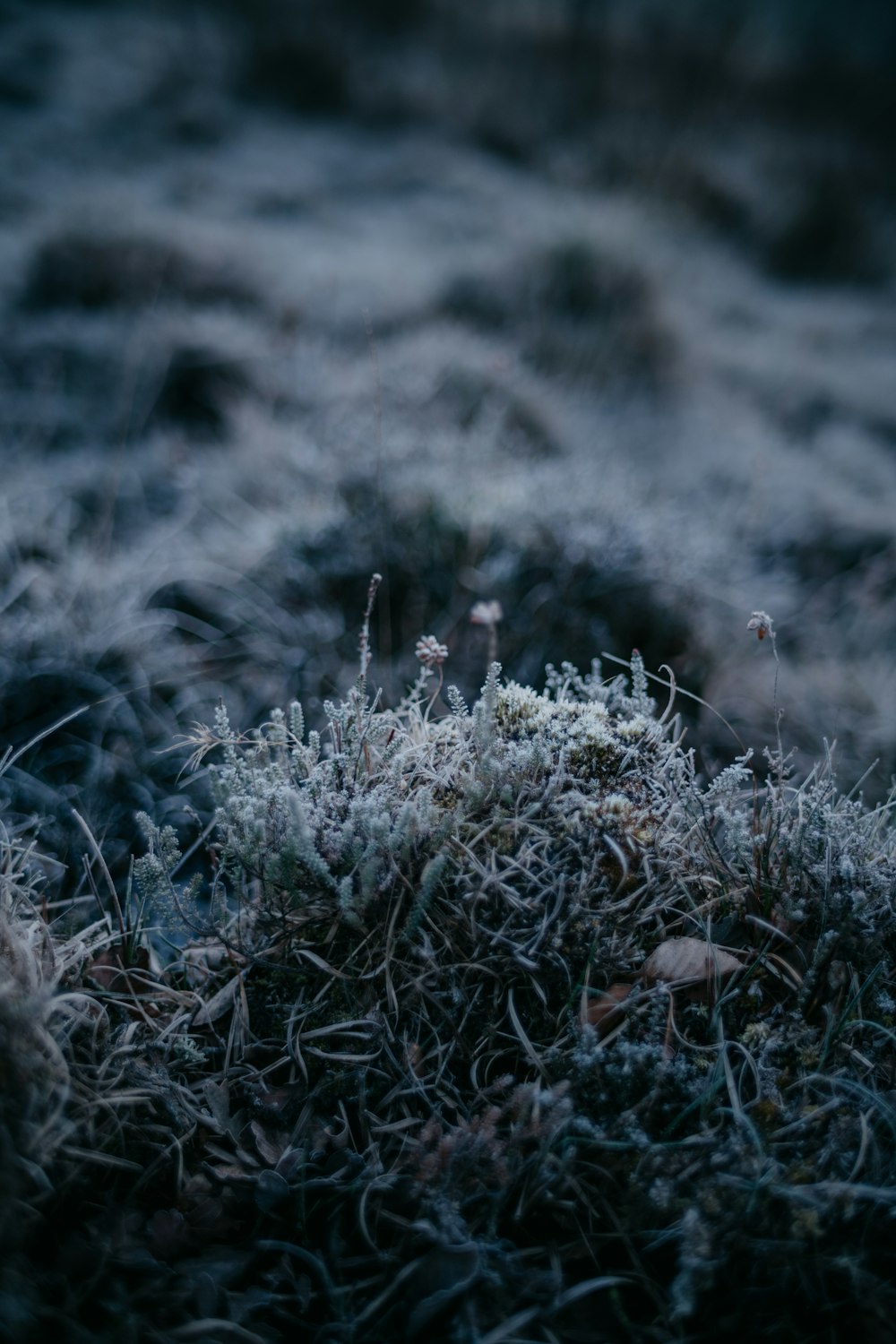 霜で覆われた草の小さなパッチ