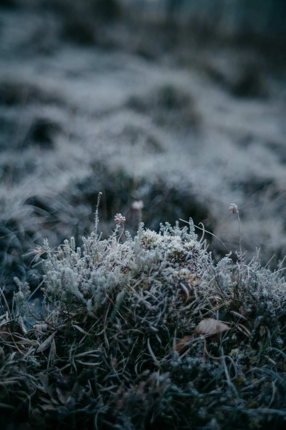 a small patch of grass covered in frost