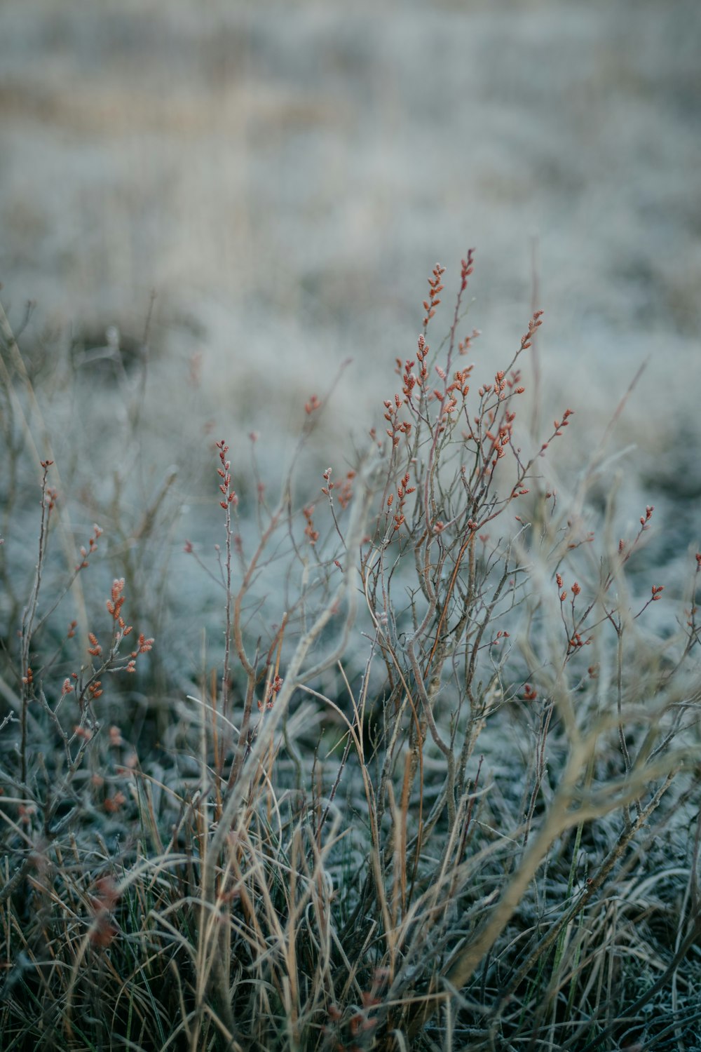 a close up of a plant in a field