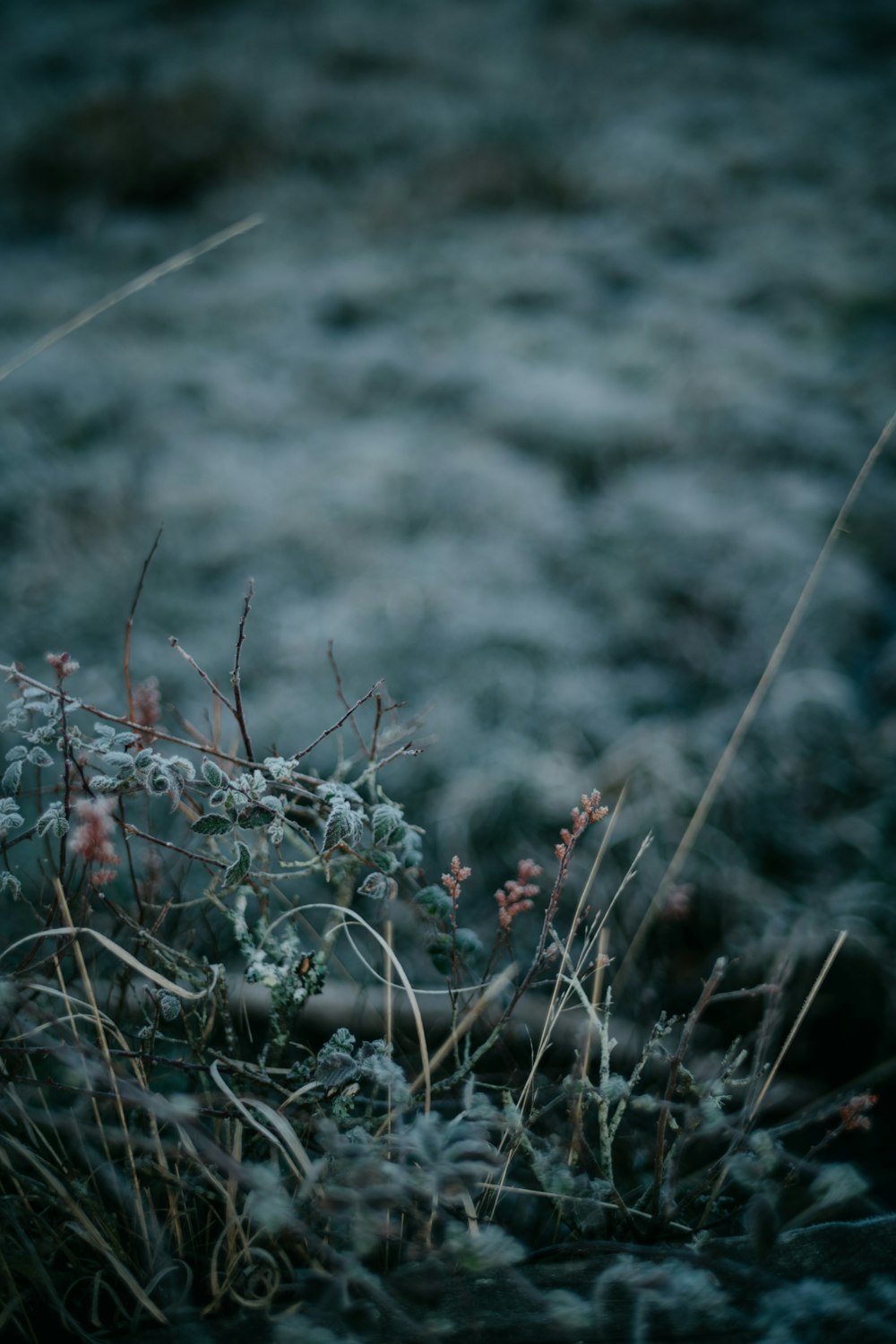 a bunch of plants that are in the grass