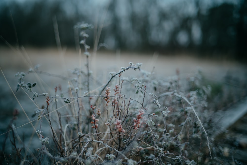 a bunch of plants that are in the grass