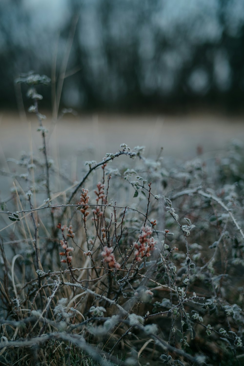 a field with a bunch of plants covered in frost