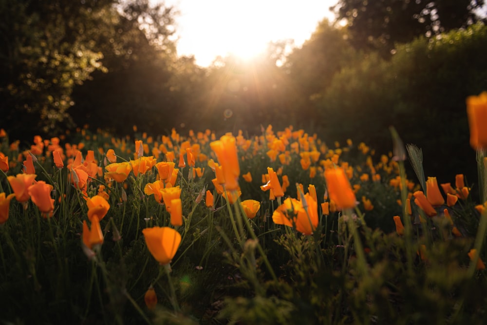 um campo de flores alaranjadas com o sol no fundo