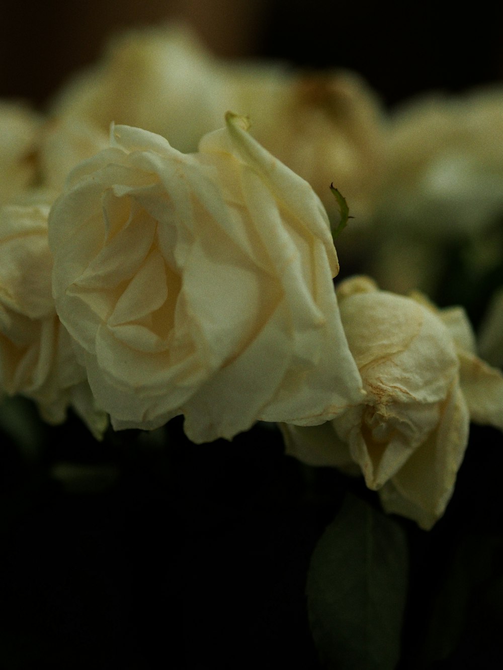 a bunch of white roses sitting on top of a table