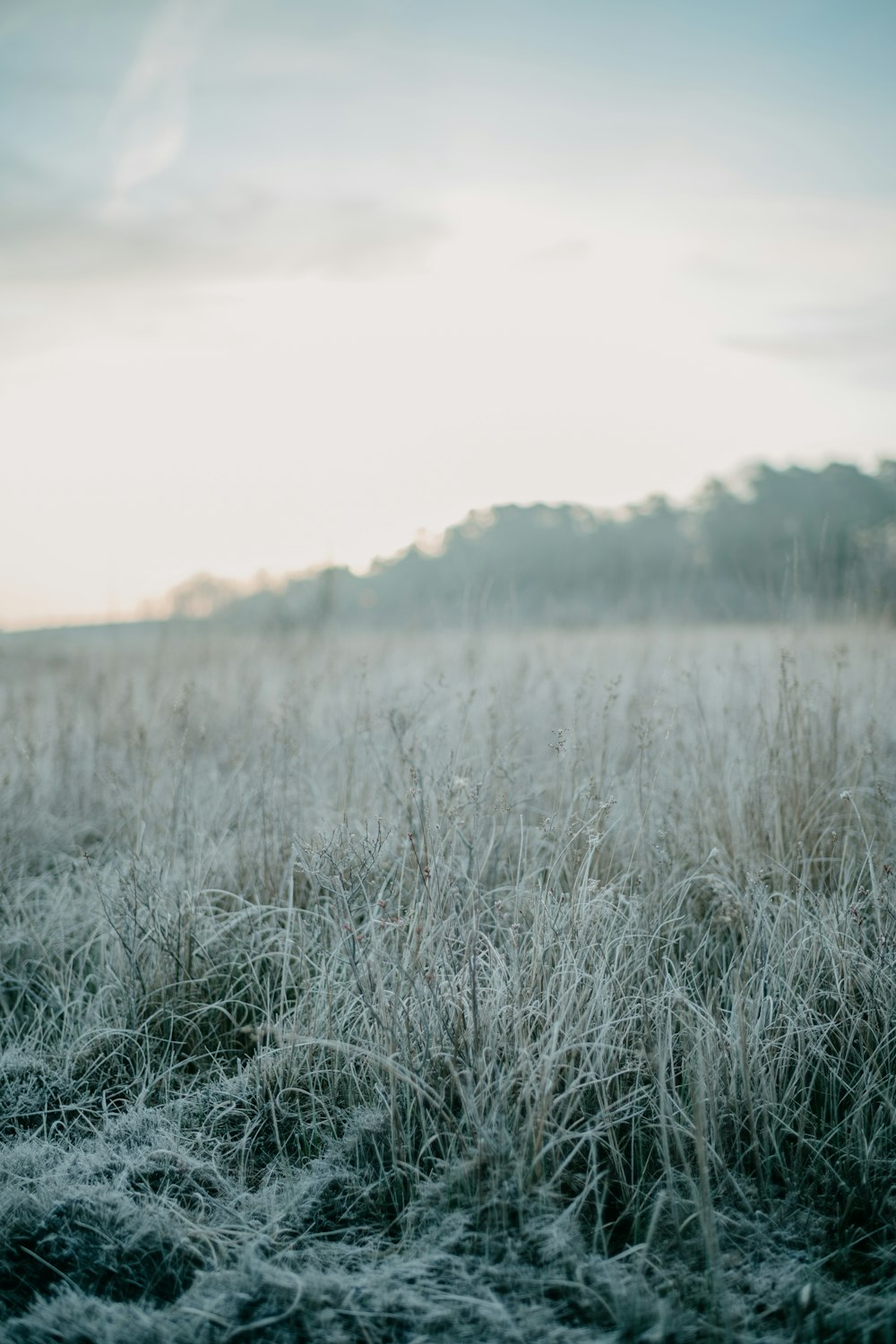 a field with grass covered in frost