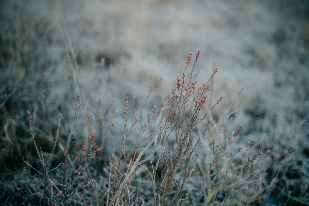 ein kleiner Busch mit roten Blüten mitten auf einem Feld