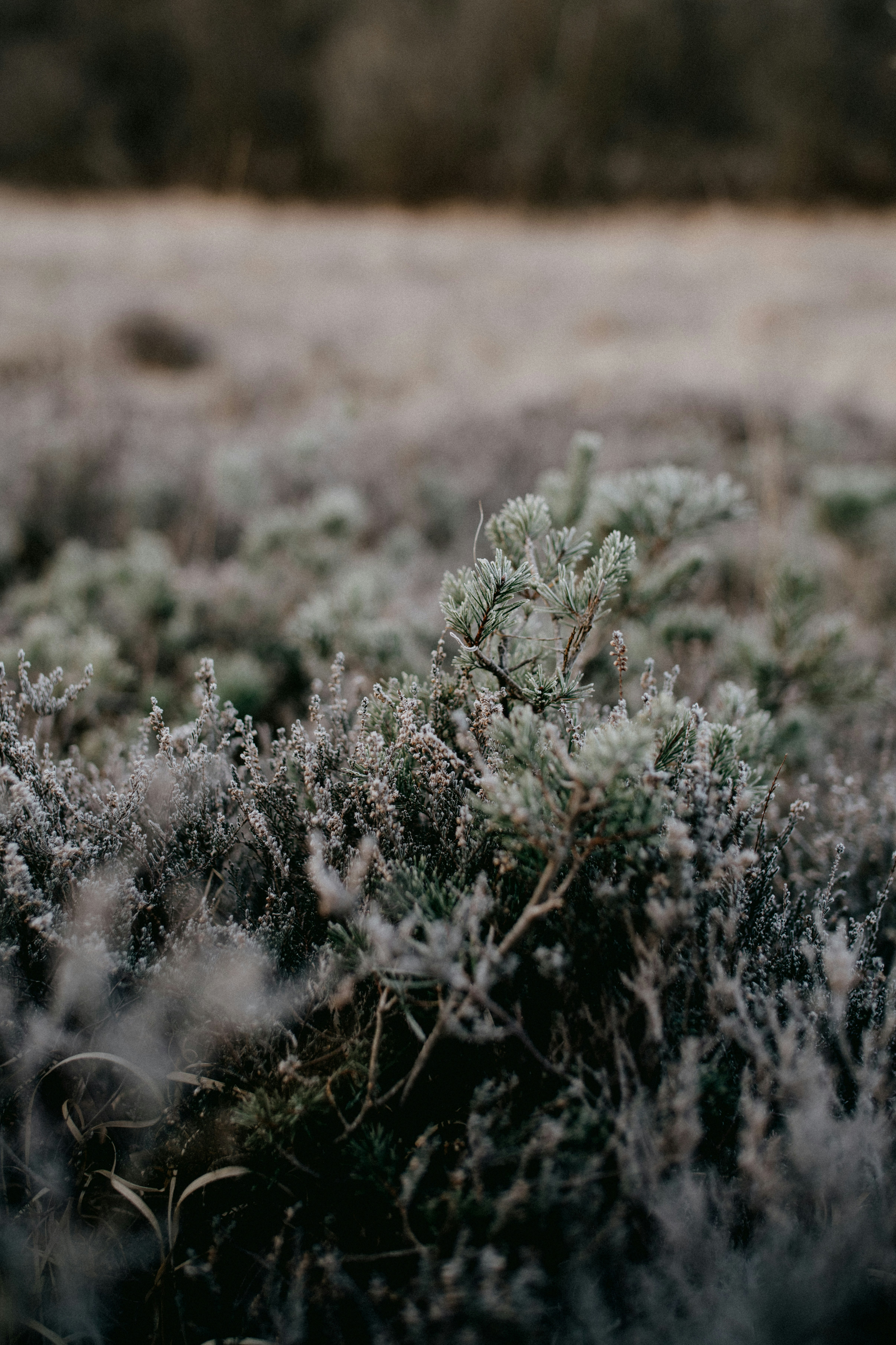 Photo by anniespratt