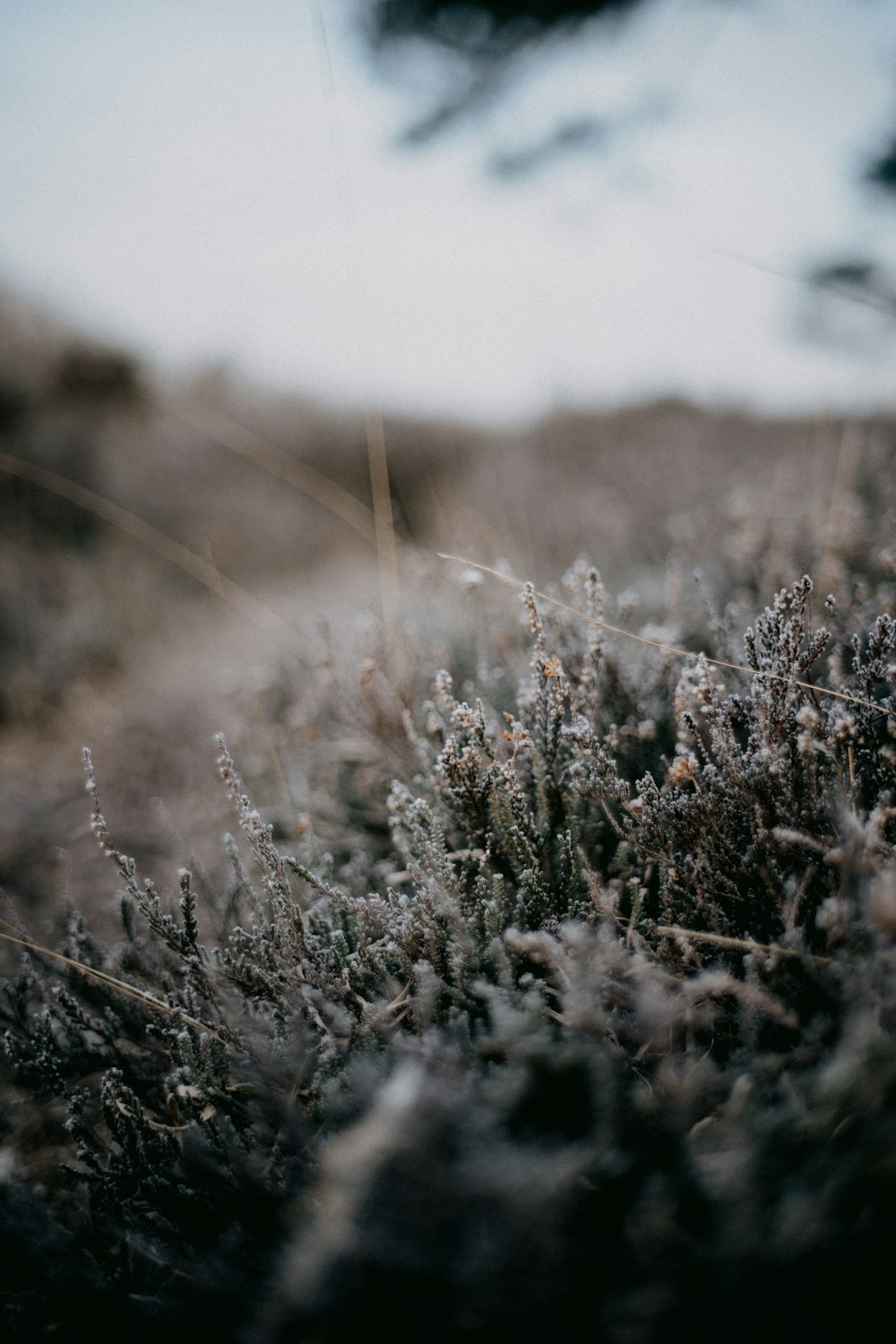 a close up of a field of grass with a sky in the background