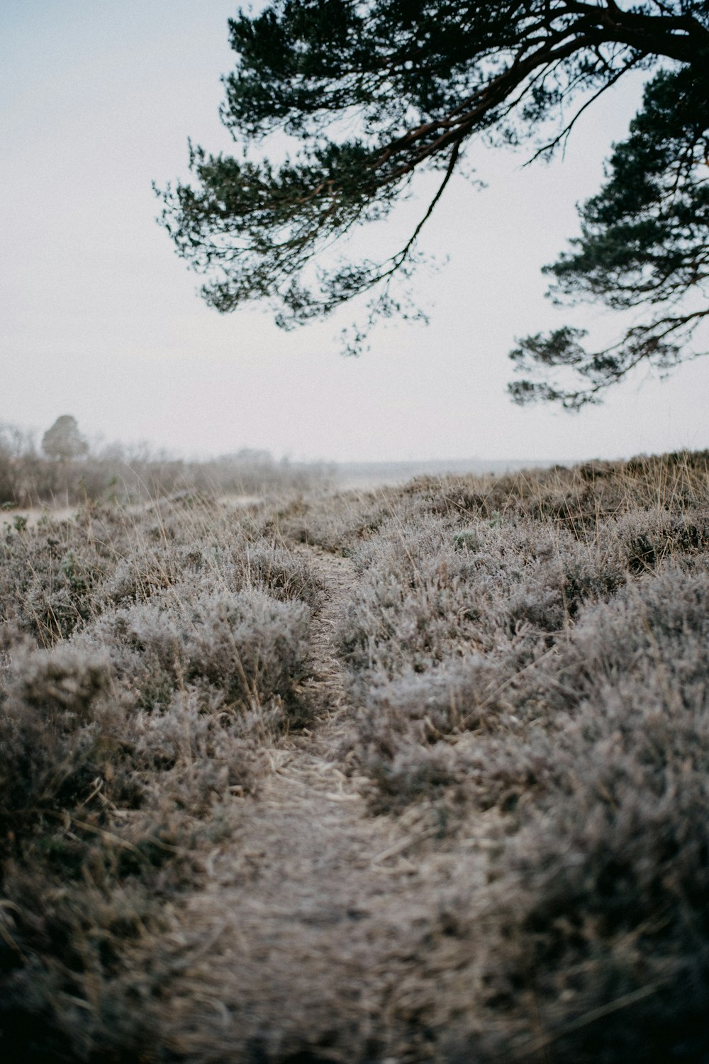 a field with grass and a tree in the distance