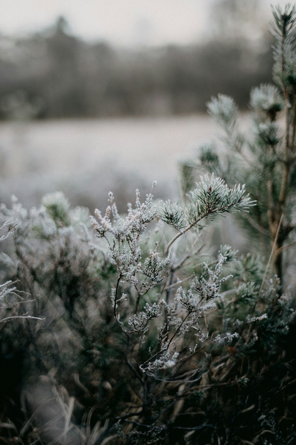 a close up of a plant with frost on it