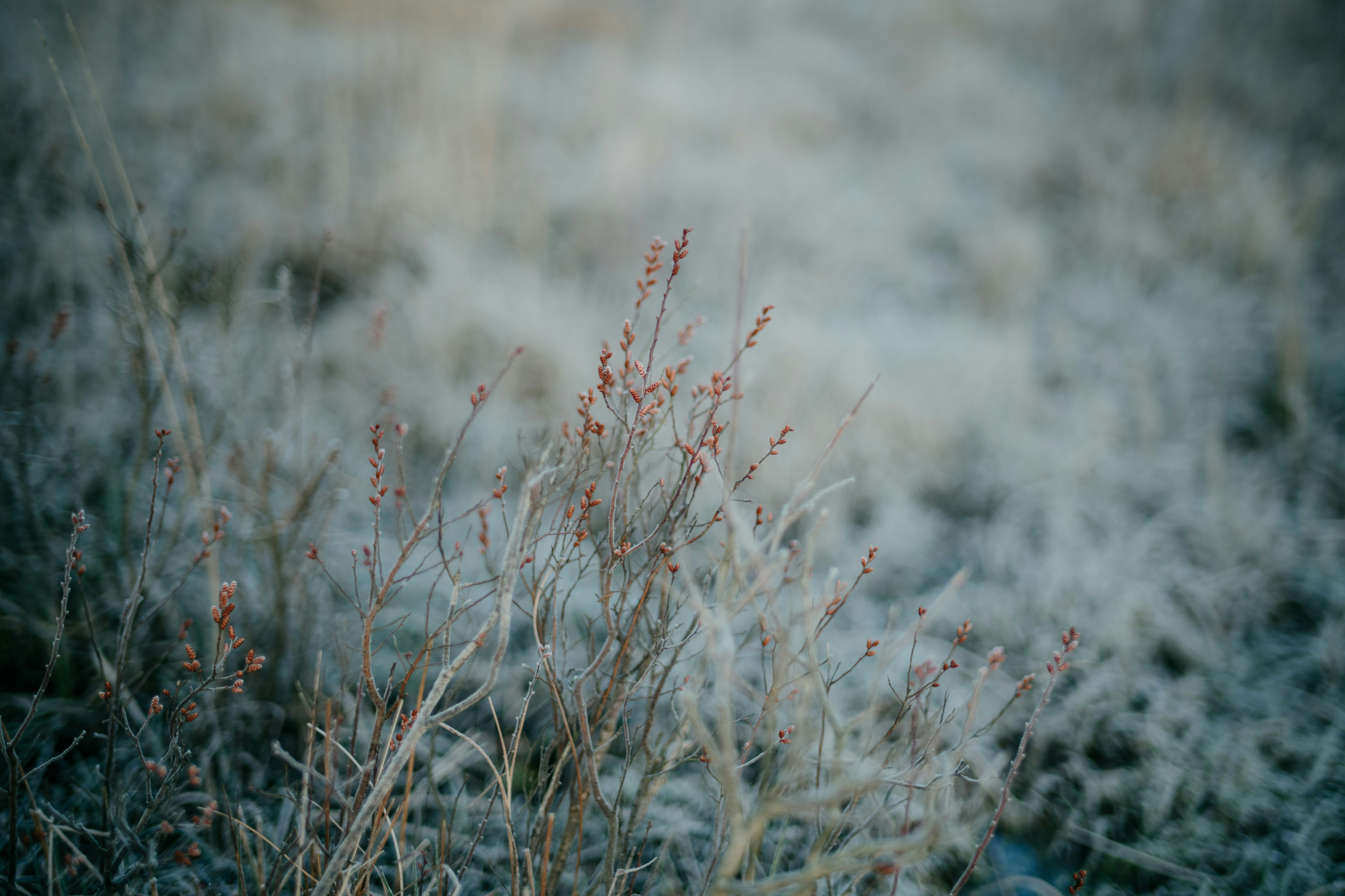 Photo by anniespratt