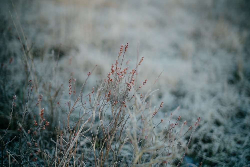 a plant with red flowers in a field