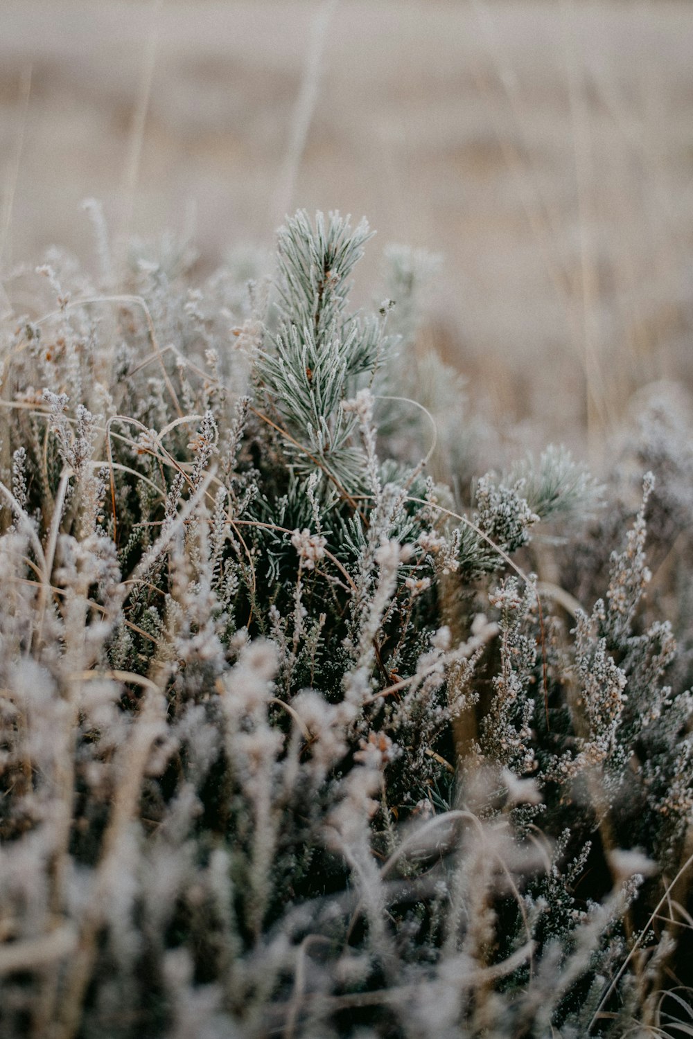 a close up of a plant with frost on it