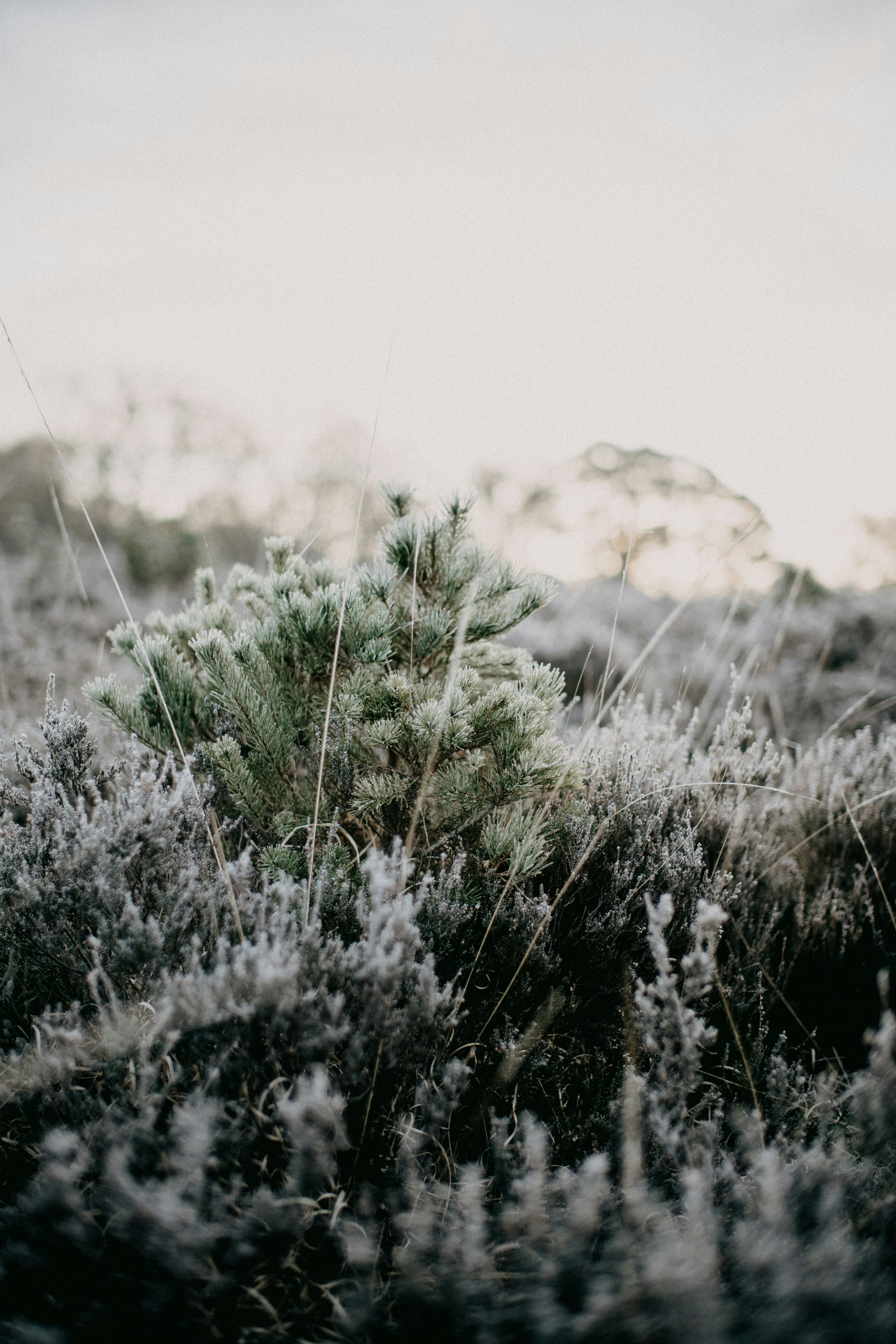 Photo by anniespratt