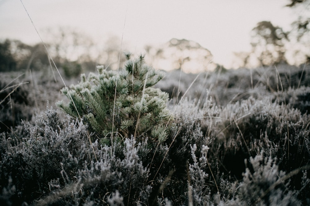 a small tree in the middle of a field