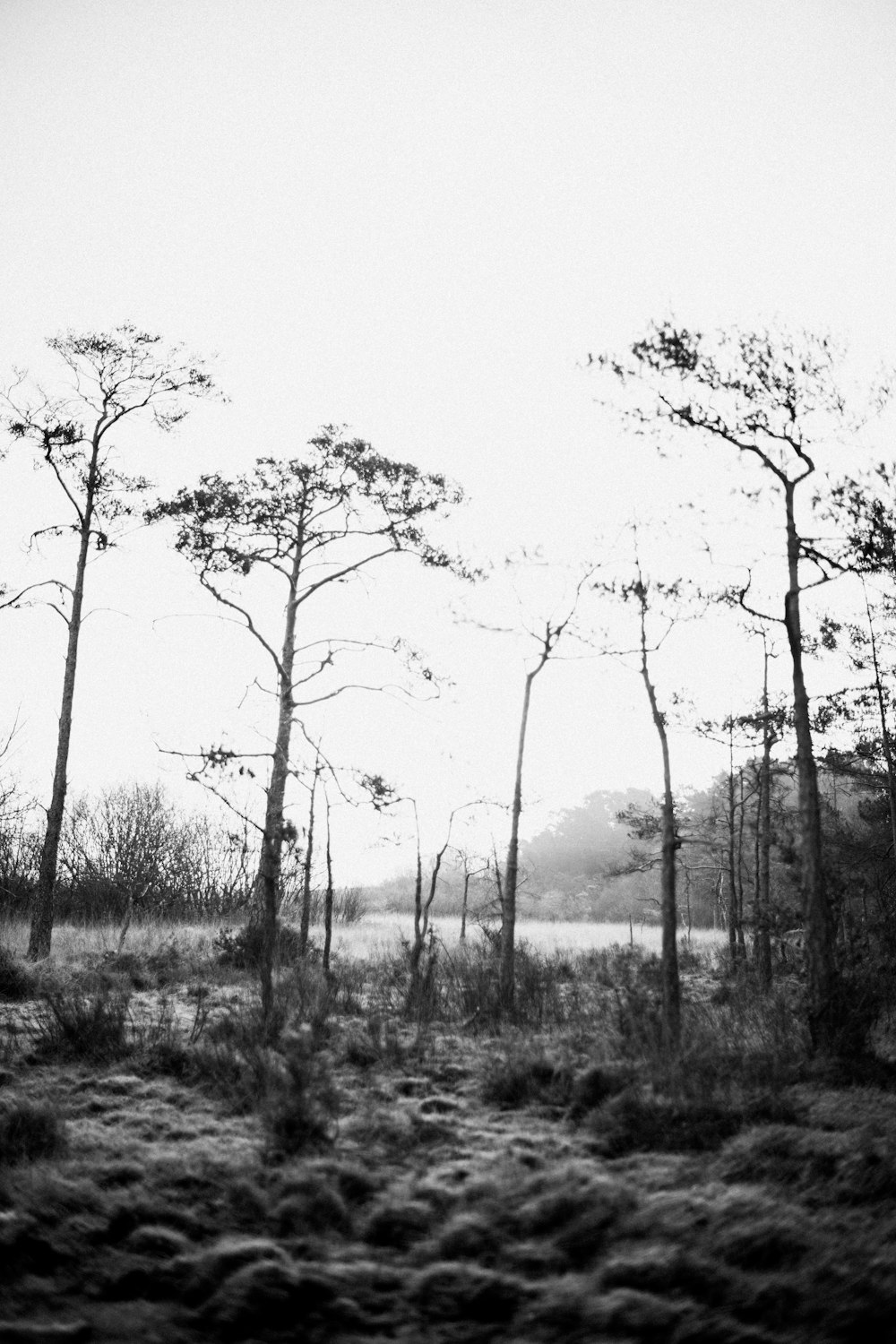 a black and white photo of trees in the woods