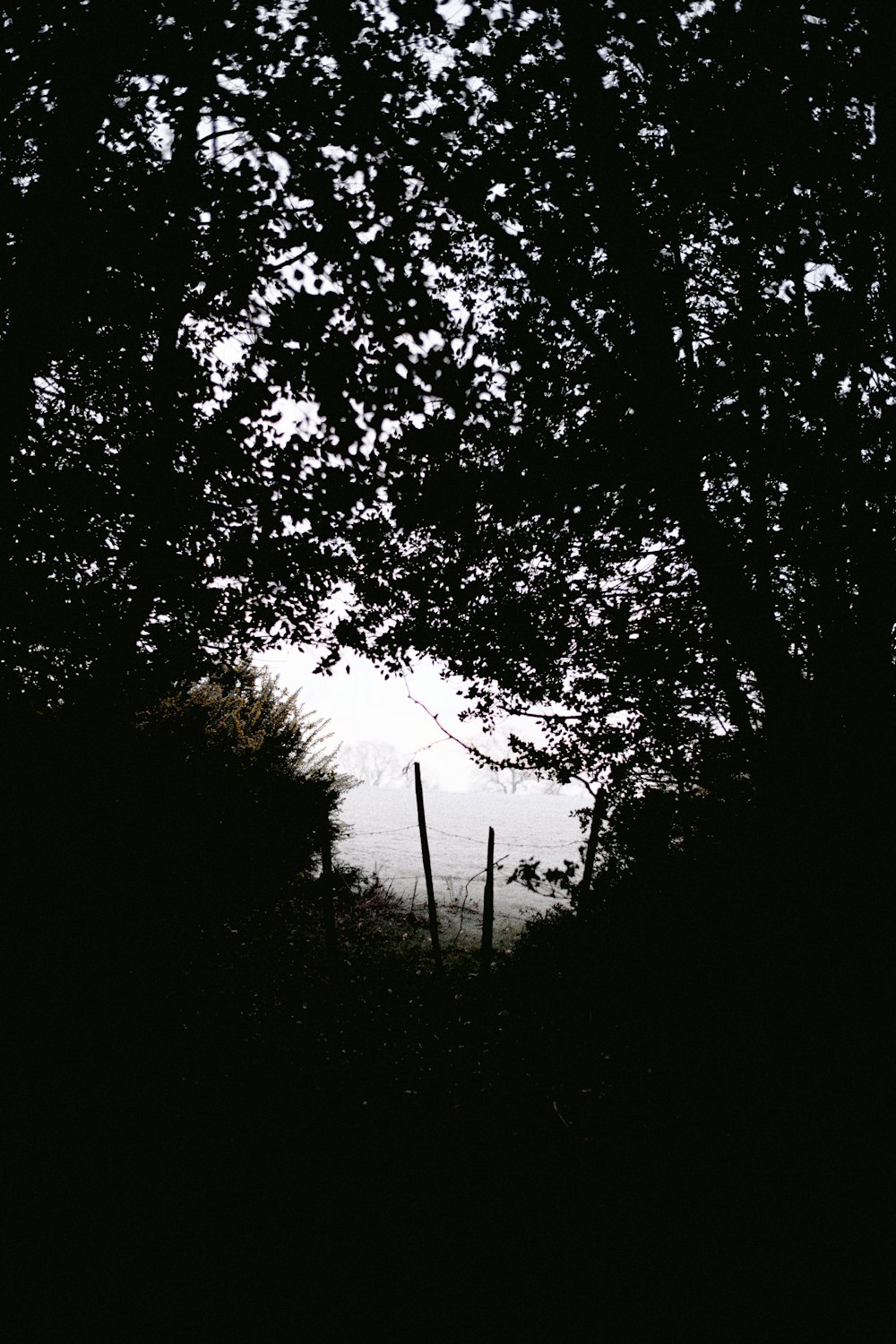 a black and white photo of a fence and trees