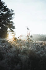 A serene view of Froehlich Farm’s wooded trails bathed in soft morning light.