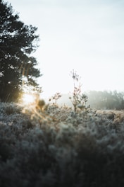 A serene landscape photo capturing early morning light filtering through tall trees.
