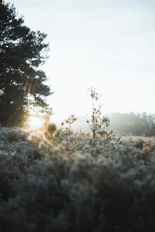 A serene view of Froehlich Farm’s wooded trails bathed in soft morning light.