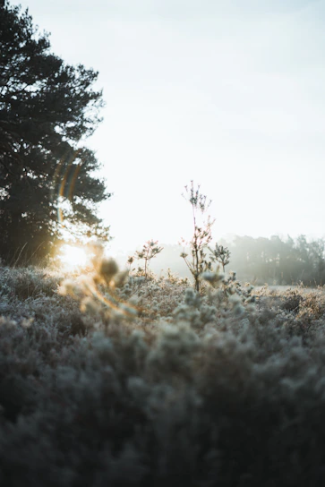 A serene early morning view of the Refazenda landscape with soft sunlight filtering through trees.