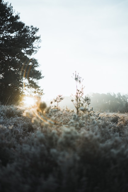 A serene landscape photo capturing early morning light filtering through tall trees.