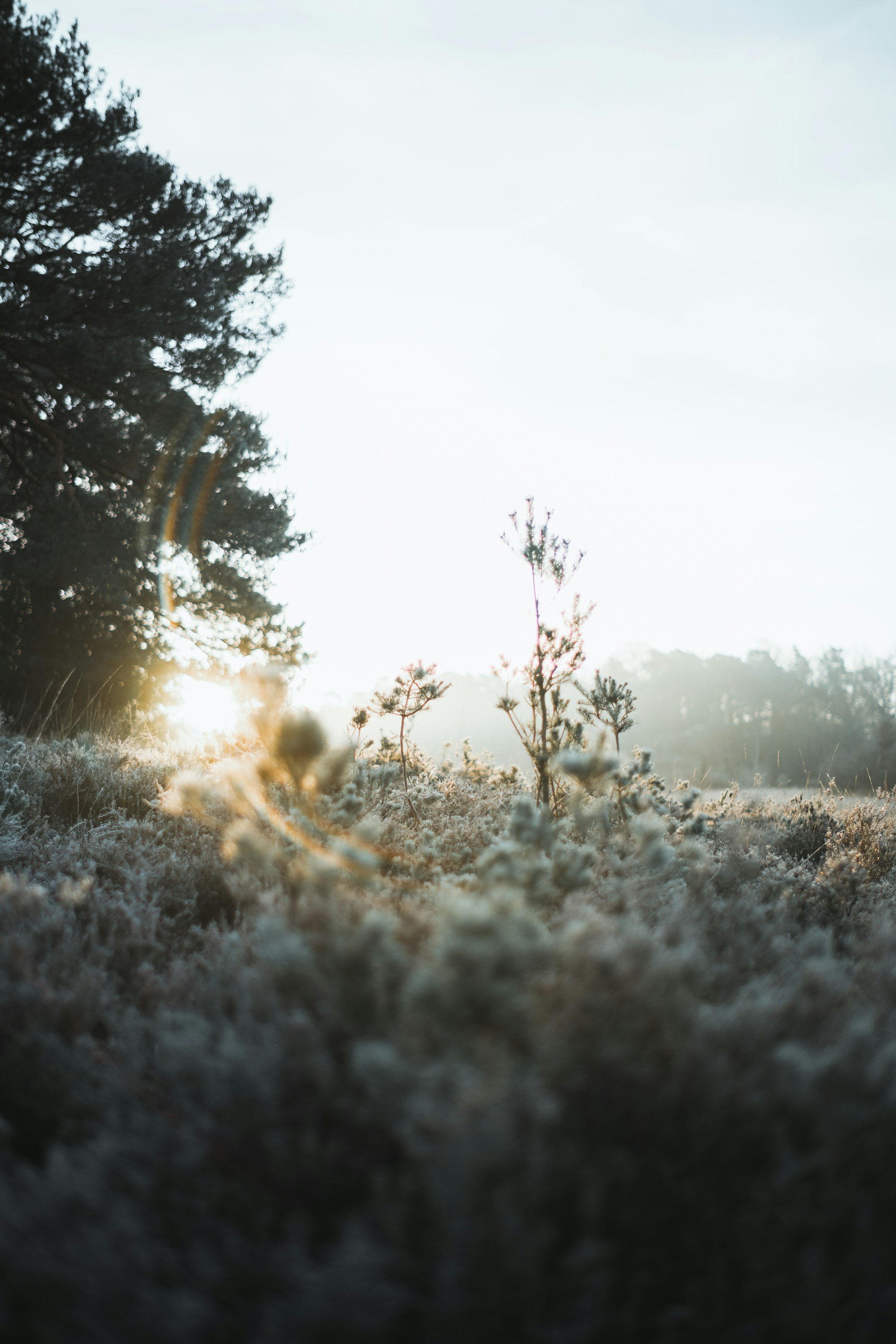 A serene early morning landscape with soft golden light filtering through misty trees, capturing the quiet beauty of nature.