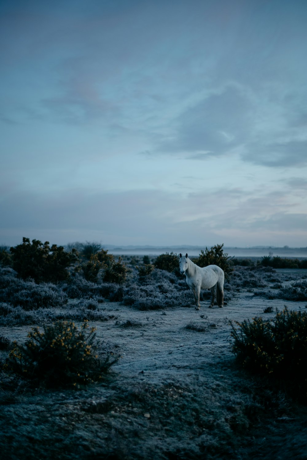 a white horse standing in the middle of a field