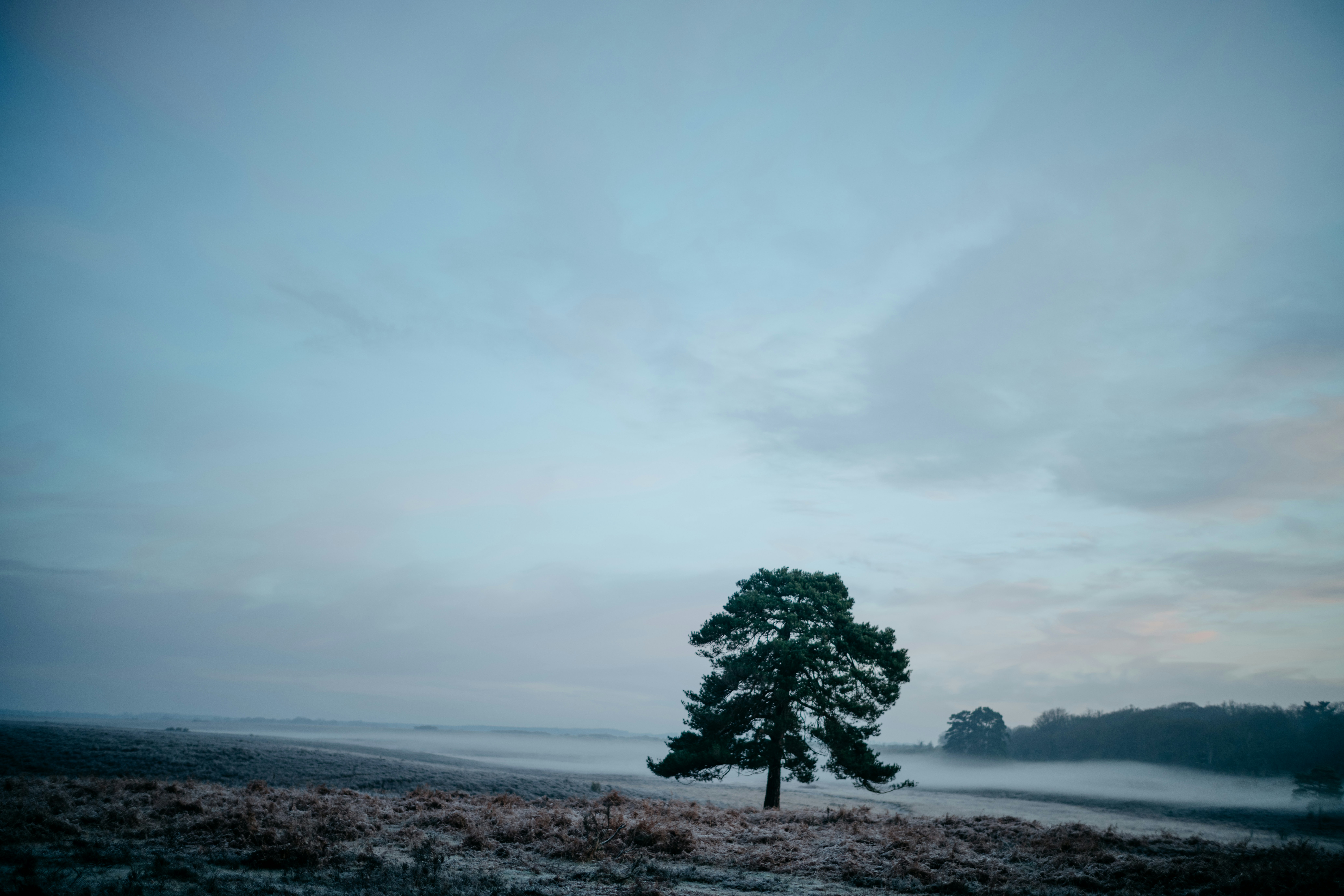 a lone tree stands alone in a field