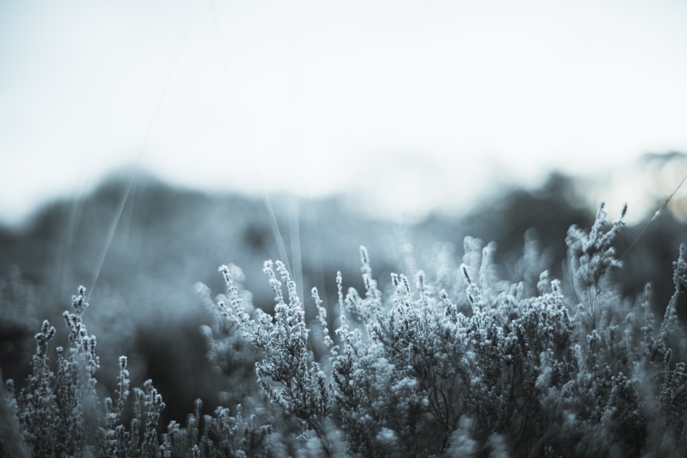 a black and white photo of some grass