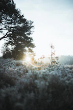 A serene natural setting with soft morning light filtering through tall trees, evoking calm and reflection.