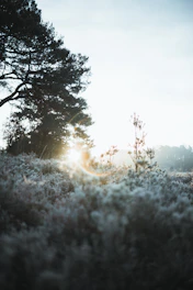 A peaceful retreat setting with soft morning light filtering through trees.