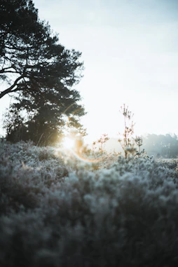 A serene natural setting with soft morning light filtering through tall trees, evoking calm and reflection.