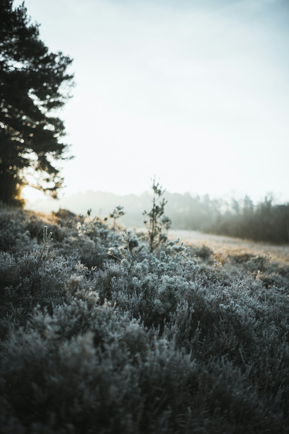 a field covered in frost next to a forest