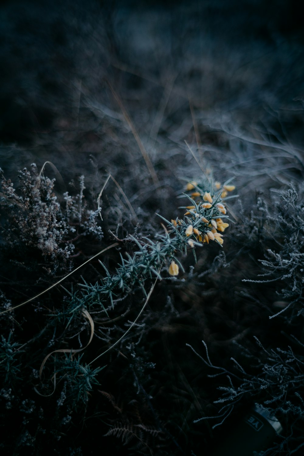 a plant with yellow flowers growing out of it