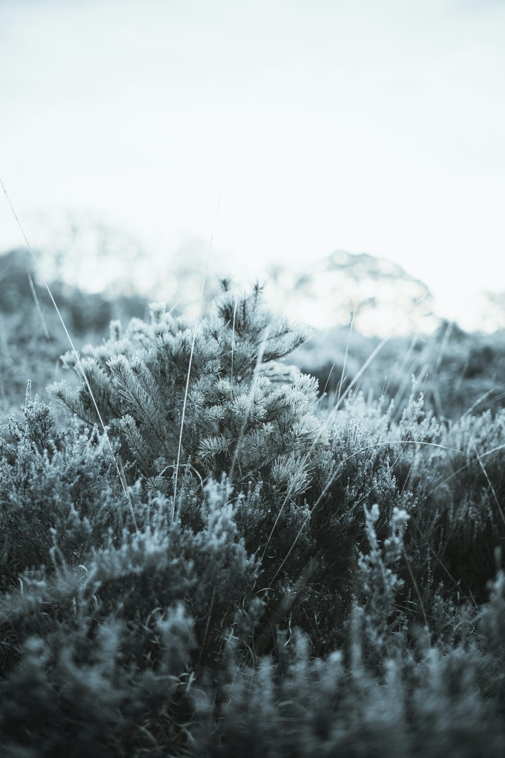 a black and white photo of a bush