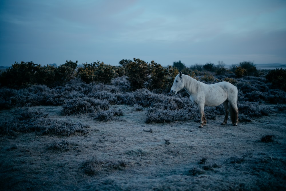 a white horse standing on top of a grass covered field